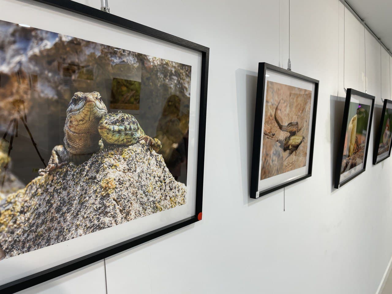 ‘Sargantanes. El temps s’acaba’, de Sebastián Candela, arriba a la Sala d’Exposicions Sant Jaume 72 de Santa Eulària