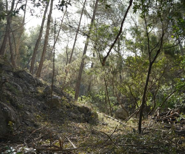Santa Eulària hace un llamamiento a la prevención y responsabilidad ciudadana para reducir el riesgo de incendios