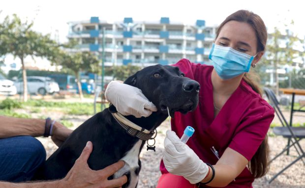 Acaba el periodo de gracia para inscribir a los perros en el censo obligatorio de ADN canino con casi 900 perros censados y más de 600 citas reservadas