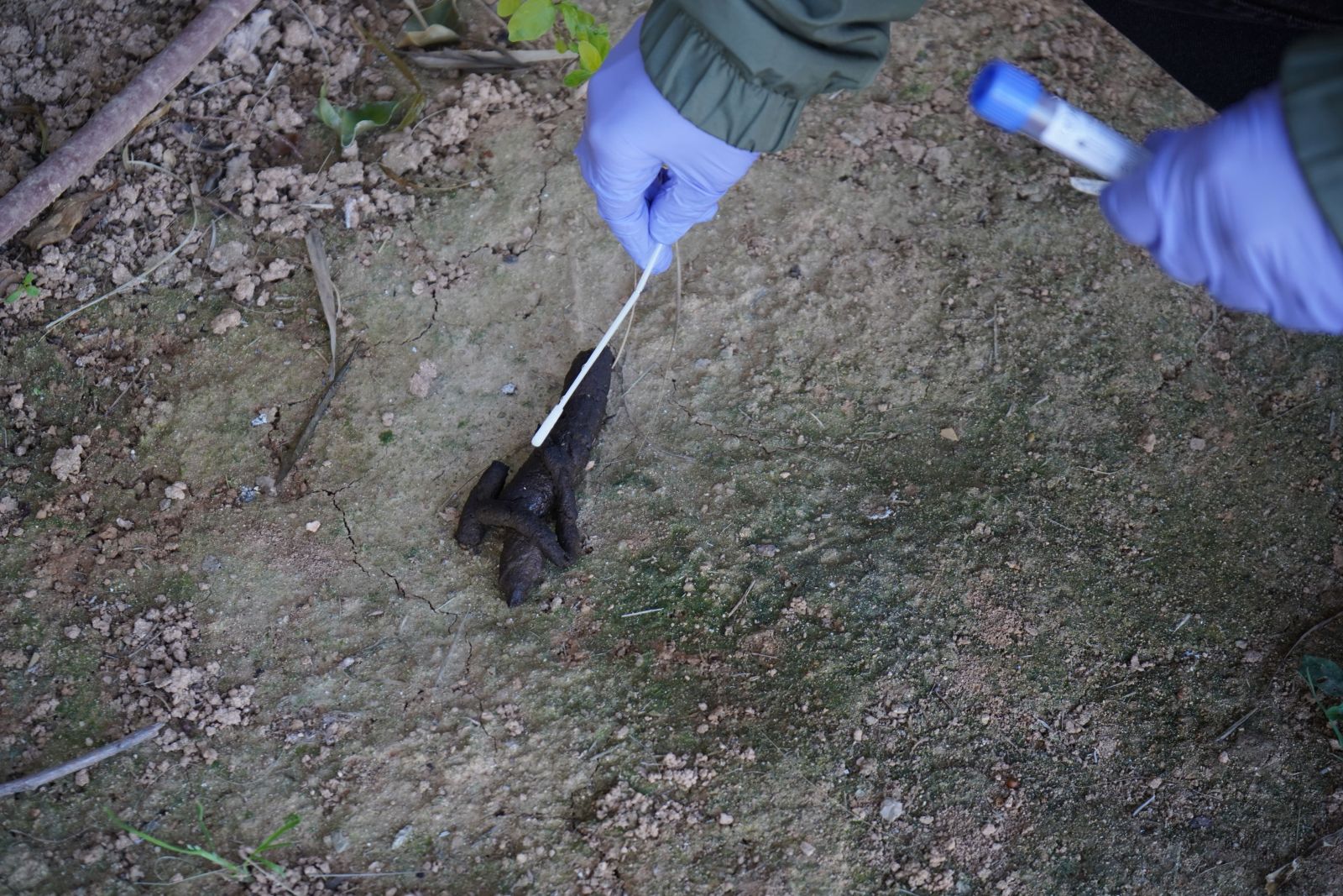 El programa de ADN canino de Santa Eulària detecta a un infractor reiterado en Es Canar que podría enfrentarse a casi 4.000 euros en sanciones