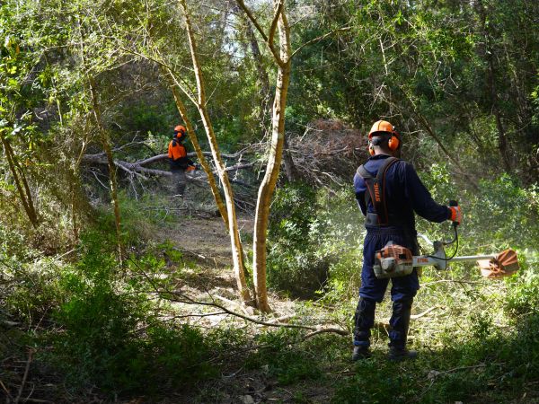 Santa Eulària inicia la neteja de 14.000 metres quadrats de torrents urbans per a reduir el risc d'inundacions