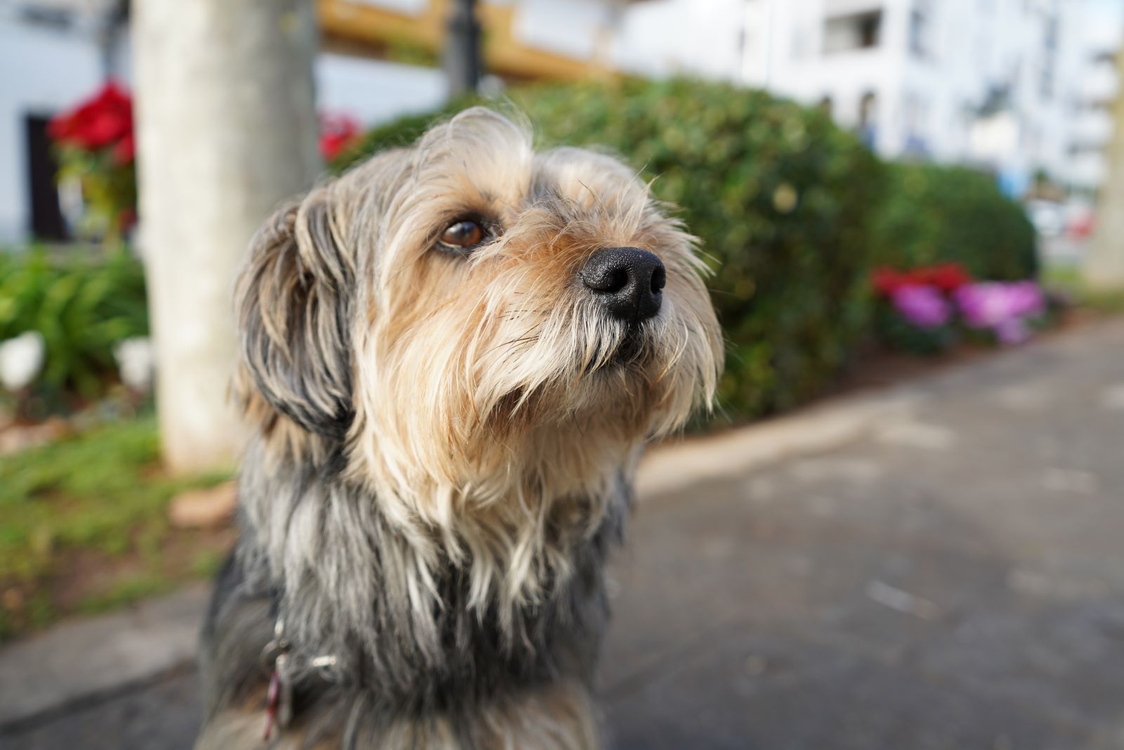 Santa Eulària reducirá las tasas de adopción de animales
