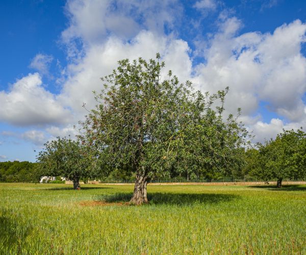 El Ajuntament de Santa Eulària des Riu lleva al pleno de septiembre la segunda rebaja del IBI rústico en tres años