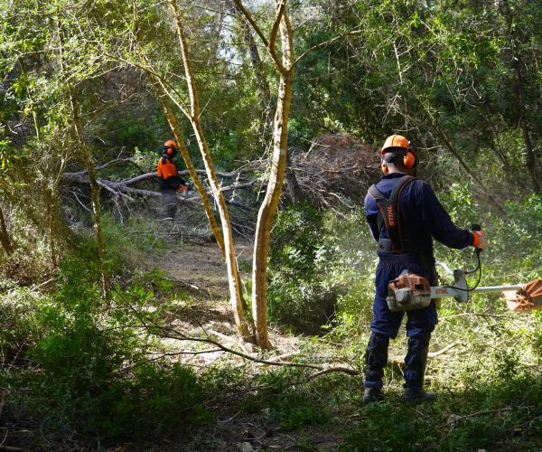 Santa Eulària inicia la limpieza de 14.000 metros cuadrados de torrentes urbanos para reducir el riesgo de inundaciones