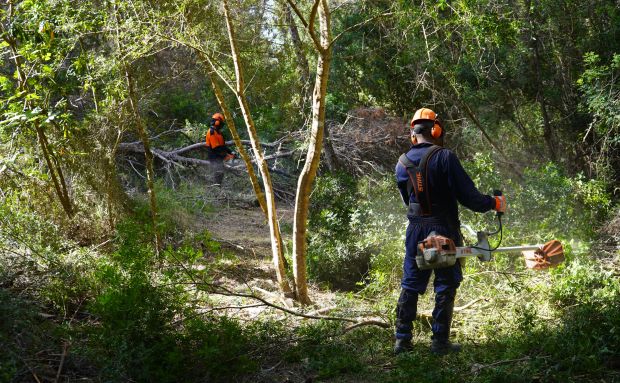 Santa Eulària inicia la limpieza de 14.000 metros cuadrados de torrentes urbanos para reducir el riesgo de inundaciones