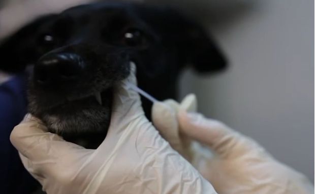El Ayuntamiento bonificará el registro genético de perros hasta el próximo 31 de enero de 2023