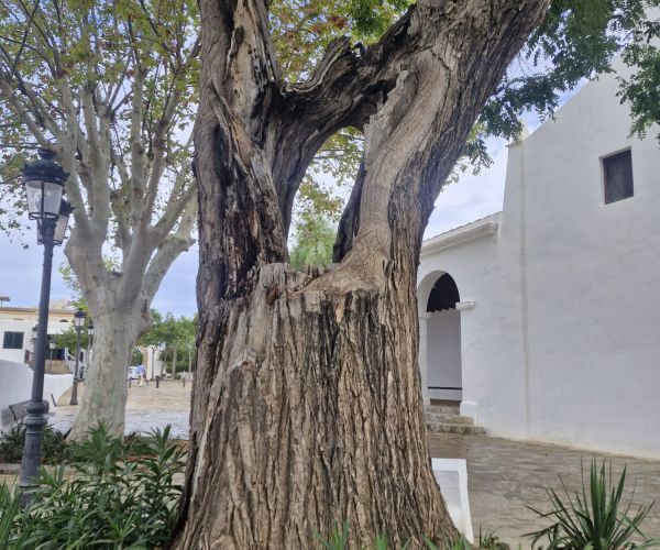 La podredumbre del tronco de una mimosa situada frente a la iglesia de Jesús obliga a su tala para evitar su caída sobre los viandantes