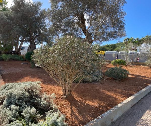 El Ayuntamiento renueva la jardinería en Santa Eulària, Santa Gertrudis y Jesús para mejorar la eficiencia en el uso de agua y dotar de más sombras los espacios verdes