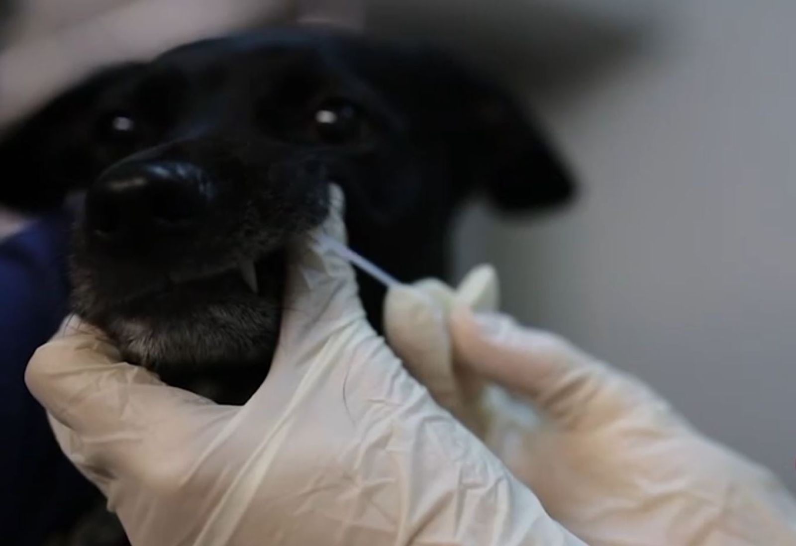 El Ayuntamiento bonificará el registro genético de perros hasta el próximo 31 de enero de 2023