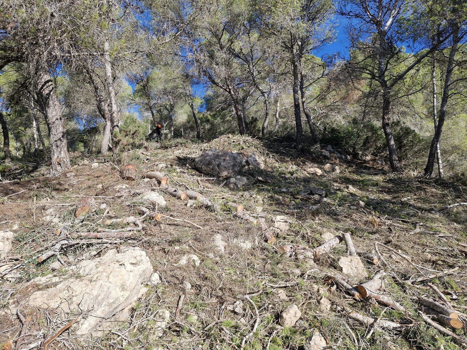 Se inician los trabajos para crear 7,6 hectáreas de fajas antiincendios para proteger es Melvins y Can Pep Simó