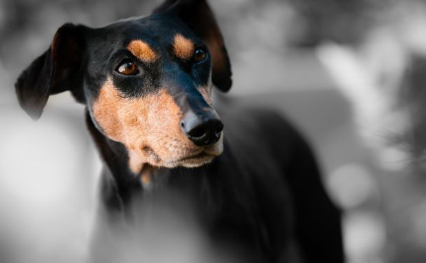 El Ayuntamiento de Santa Eulària des Riu tramita las dos primeras sanciones impuestas por abandono de heces en la calle gracias al registro de ADN canino