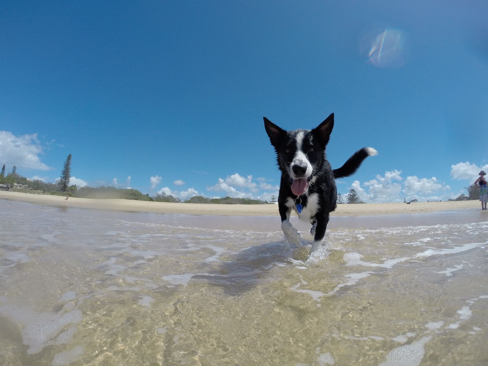 Los perros podrán acceder a las playas en invierno y será obligatorio llevar bolsas para excrementos y botellas para limpiar orines cuando paseen por espacios públicos de Santa Eulària
